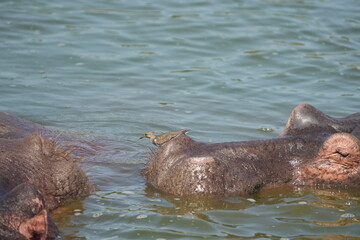 portrait and wallpaper of hippo heads in the hippo pool in the seregenti national park tanzania