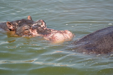 hippos in the water of the kazinga channel queen elizabeth national park uganda, hippopotamus wallpaper