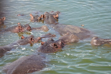 hippos in the water of the kazinga channel queen elizabeth national park uganda, hippopotamus wallpaper