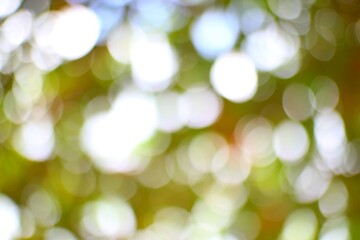 Fototapeta premium Abstract Nature Light, Defocused Background with Soft Bokeh and Green Tones