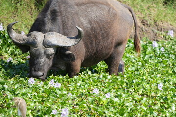 Obraz premium old male buffalo in water in the kazinga challen, queen elizabeth national park, uganda