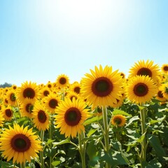 Fototapeta premium A field of yellow sunflowers in full bloom against a bright blue sky with warm sunlight, light, bloom, sun