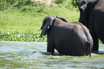 African elephants standing and bathing in the water of the Kazinga Channel, Uganda, showing wildlife behavior in a natural safari habitat within Queen Elizabeth National Park © Soaps