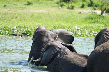 elephants in the water 0 kazinga channel - uganda