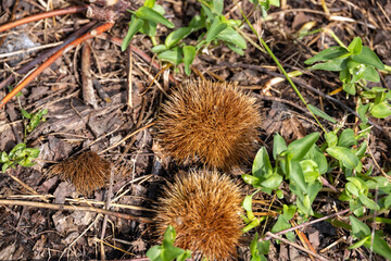 山の落ち葉とイガ栗