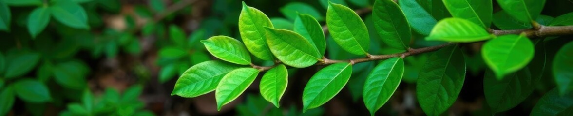 Fototapeta premium Leaves of Eucalyptus orbifolia on a forest floor, leaves, plant, greenery