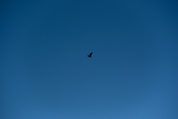 A black bird flies alone in a clear blue sky. Minimalistic photo of a black bird