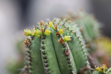 Succulent plant Euphorbia with yellow flowers
