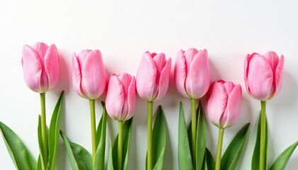 Fototapeta premium Soft pink tulips bloom on a crisp white canvas, Tulips White Background Pink Flowers Isolated, White Decor, Colorful Garden