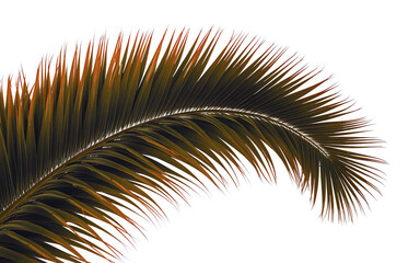Obraz premium Exotic Palm Frond, Tropical Leaf, Dark Background, Nature Design Element