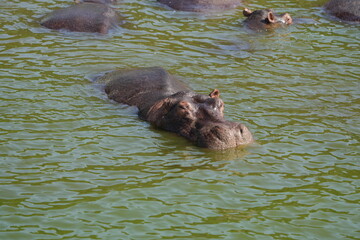 Fototapeta premium hippopotamus in water