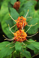 Hornbill's Ginger (Hedychium longicornutum) with blooming flowers