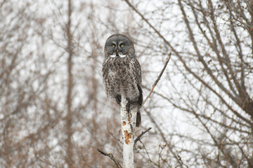 Great Gray Owl, Strix nebulosa, one of the world's largest owls. Great Gray or Great Grey Owls have fluffy gray feathers to insulate and camouflage them in cold northern boreal forests where they hunt