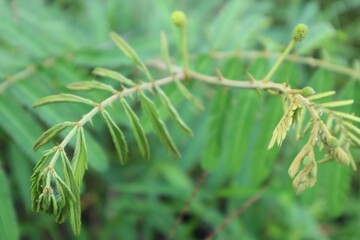 Naklejka premium Thorny Stem of a Mimosa Pudica Plant with Unopened Flower Buds in Focus