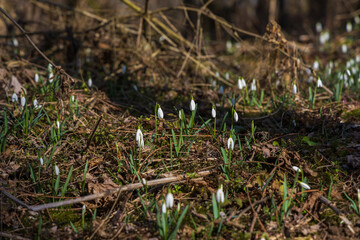 Spring white flower Snowdrop - Galanthus in wild forest