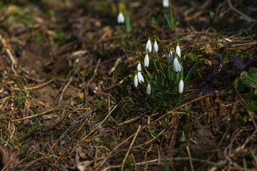 Spring white flower Snowdrop - Galanthus in wild forest