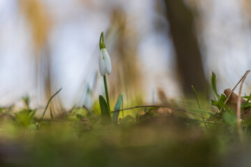 Spring white flower Snowdrop - Galanthus in wild forest