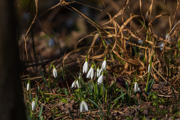Spring white flower Snowdrop - Galanthus in wild forest