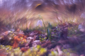 Spring flower Snowdrop. Super bokeh, created by a lens with an inverted lens