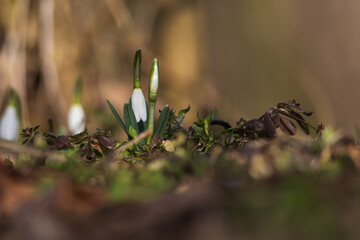 Spring white flower Snowdrop - Galanthus in wild forest