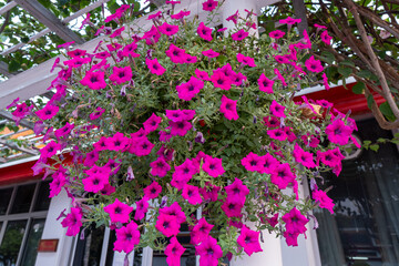 Vibrant pink petunias bloom in a hanging basket at a cafe on a sunny afternoon