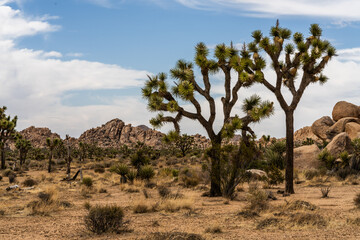 Joshua Trees in Joshua Tree National Park