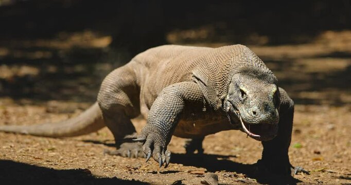 Huge Komodo dragon or Varanus Komodoensis walking in the jungle, flicking its forked tongue, searching for prey with its keen sense of smell in the Komodo national park, Indonesia, Rinca island
