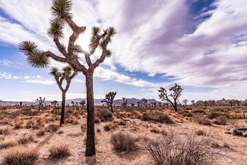 joshua tree national park california