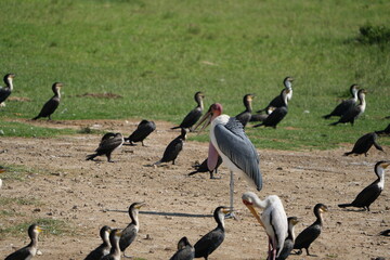 Fototapeta premium Marabou stork with cormorants at Kazinga Channel, Uganda
