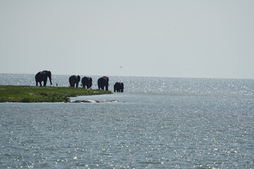 herd of elephants standing on an island surrounded by water in uganda, wildlife