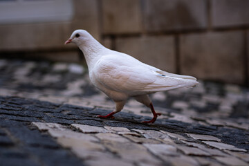 A white dove walks on the cobblestones in the old town of Sintra, Portugal. A close-up portrait of a pure white pigeon