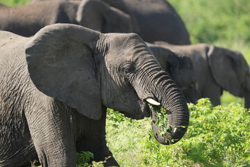 elephant eating and grazing during safari in tanzania serengeti