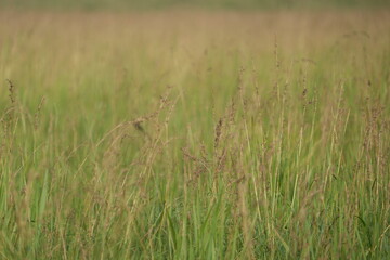 grass in the wind