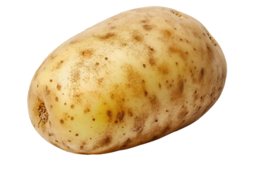 One single potato isolated on transparent PNG background. Agriculture and farming concept.
