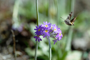 Humming-bird moth on the Primula denticulata