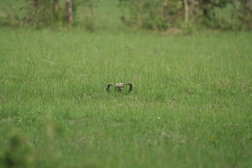 buffalo skull in the middle of the queen elizabeth national park in uganda
