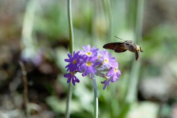 Humming-bird moth on the Primula denticulata