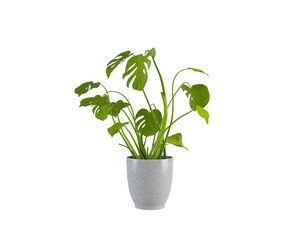 green plant in a pot