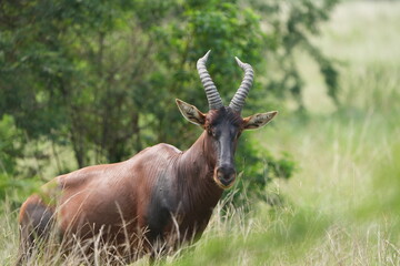 portrait of a topi, damaliscus lunatus jimela, in the queen elizabeth national park uganda, staring directly into the camera - direct eye contact