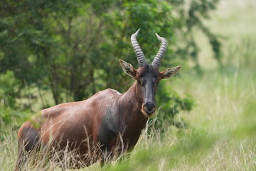 portrait of a topi, damaliscus lunatus jimela, in the queen elizabeth national park uganda, staring directly into the camera - direct eye contact