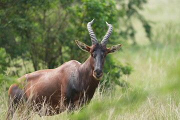 portrait of a topi, damaliscus lunatus jimela, in the queen elizabeth national park uganda, staring directly into the camera - direct eye contact