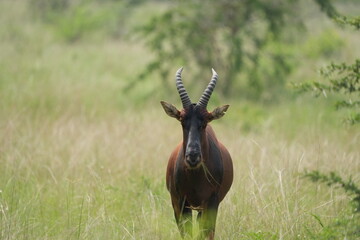 portrait of a topi, damaliscus lunatus jimela, in the queen elizabeth national park uganda, staring directly into the camera - direct eye contact