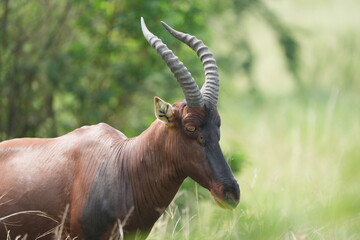 portrait of a topi, damaliscus lunatus jimela, in the queen elizabeth national park uganda, side view, side profile,