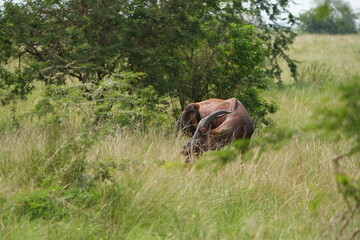 portrait of a topi, damaliscus lunatus jimela, grazing in the queen elizabeth national park uganda,