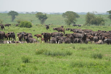 Obraz premium herd of buffalo posing in the queen elizabeth park uganda, ugandan wildlife safari and tourism