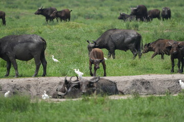 herd of buffalo posing in the queen elizabeth park uganda, ugandan wildlife safari and tourism