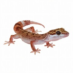 Naklejka premium Detailed View of a Gecko with Colorful Patterns Isolated on White Background.