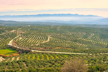 Fields of olive trees lined up in the Guadalquivir valley, the world's largest olive oil producer, Jaen, Andalusia.