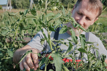 Caucasian male pruning tomato plant in garden on a sunny day