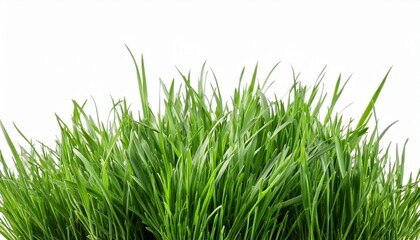 Fototapeta premium grass isolated on white background clipping path